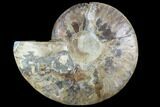 Agatized Ammonite Fossil (Half) - Agatized #91169-1